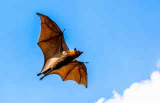 94% nível 82 imagem