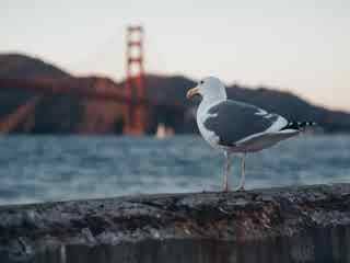 94% nível 353 imagem