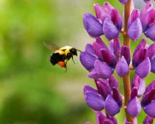 94% nível 81 imagem