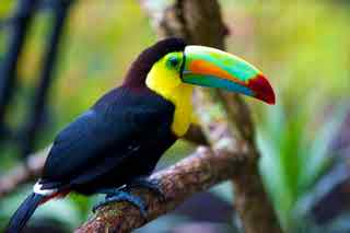 94% nível 51 imagem