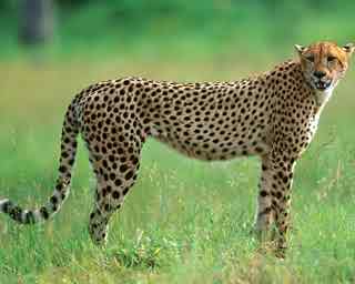 94% nível 39 imagem