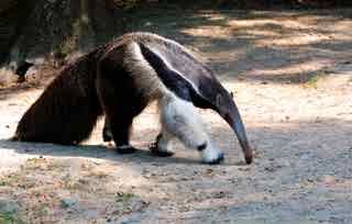 94% nível 214 imagem