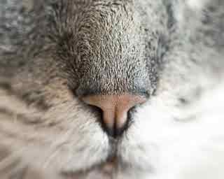 94% nível 25 imagem