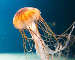 94% nível 20 imagem