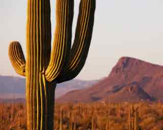 94% nível 43 imagem